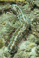 sea cucumber